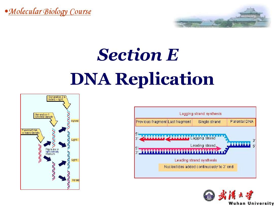 武大分子《基因的分子生物学》Section E