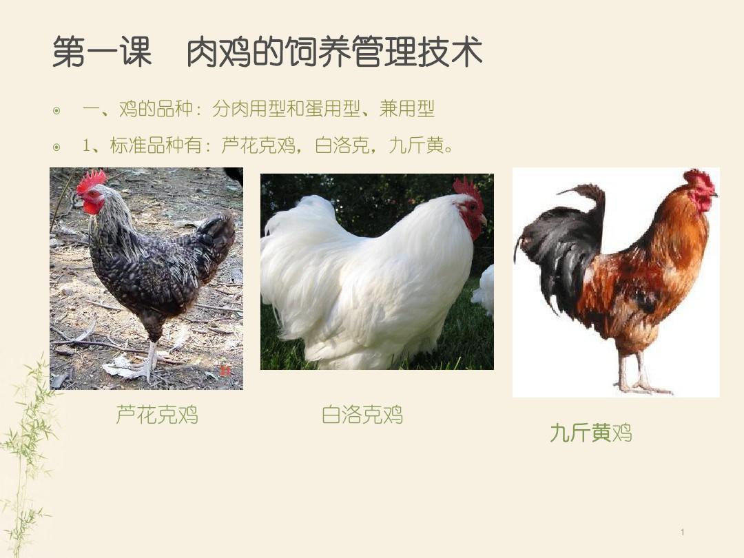 家禽养殖技术