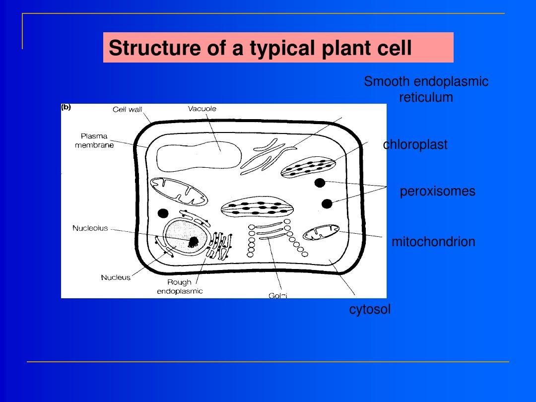 第二章真核微生物的形态,结构和功能95