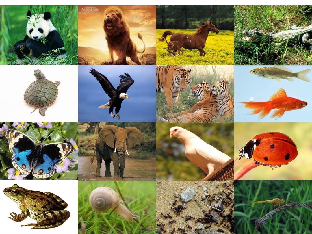 教科版科学六年级上册4.4《种类繁多的动物》PPT