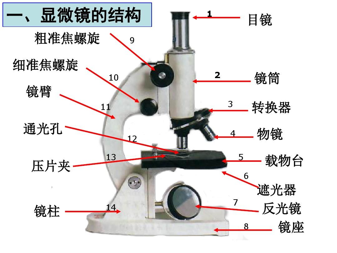 高中生物显微镜的使用