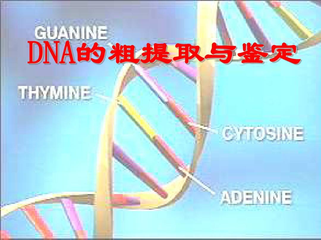 5[1].1DNA的粗提取与鉴定