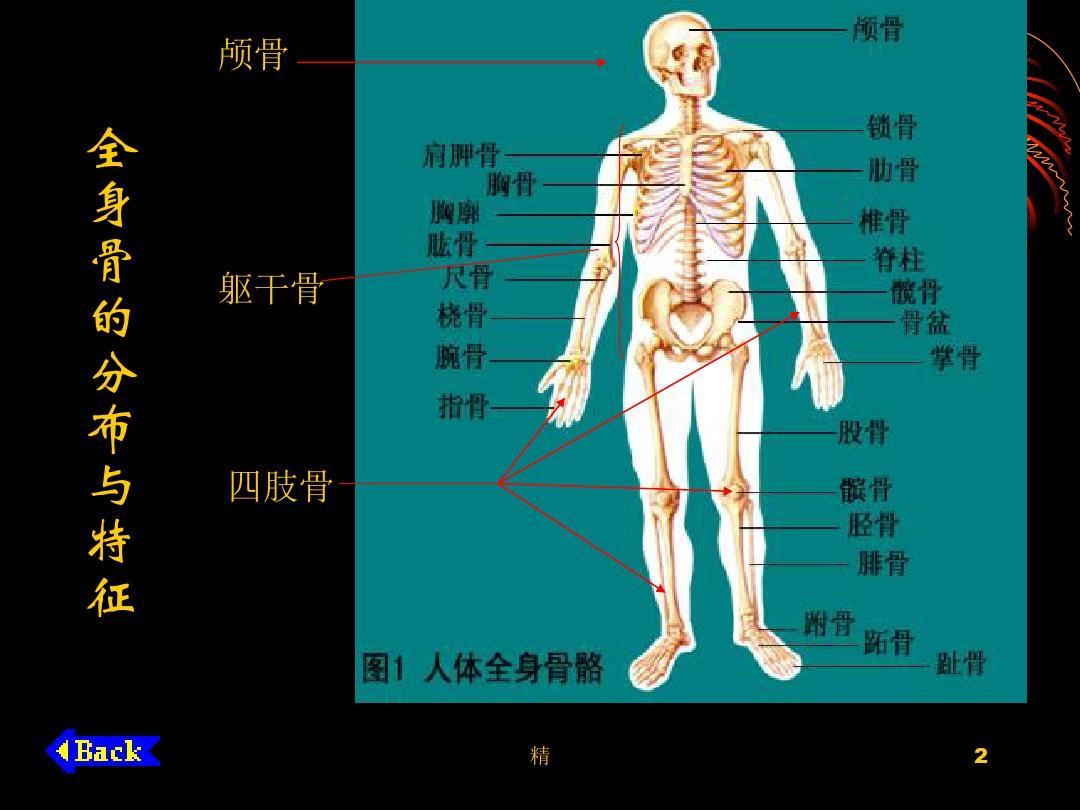 人体解剖学基础概述