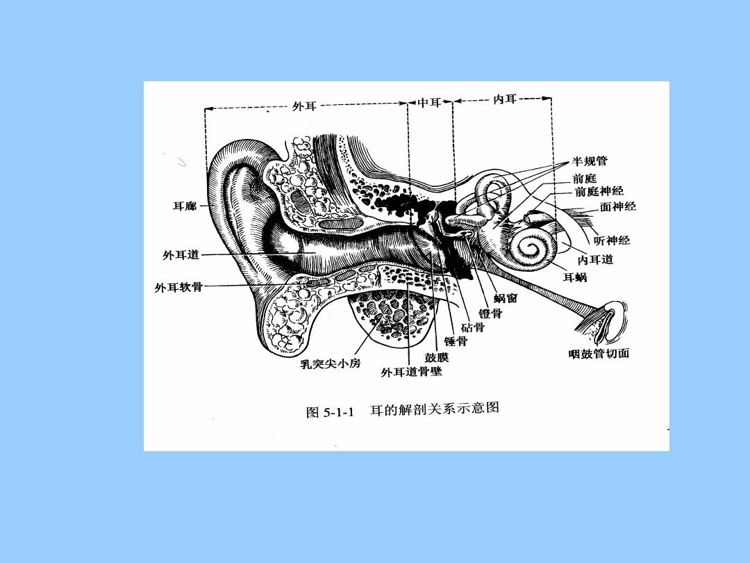 耳部解剖