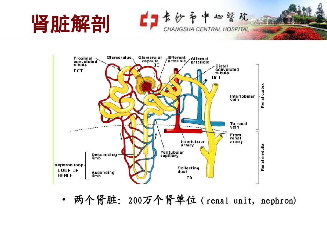 长沙市中心医院泌尿系疾病临床表现-1(1)