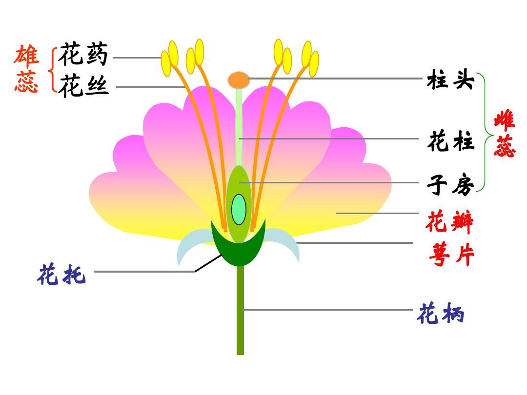 浙教版七年级下科学 1.4《植物的一生》(2)
