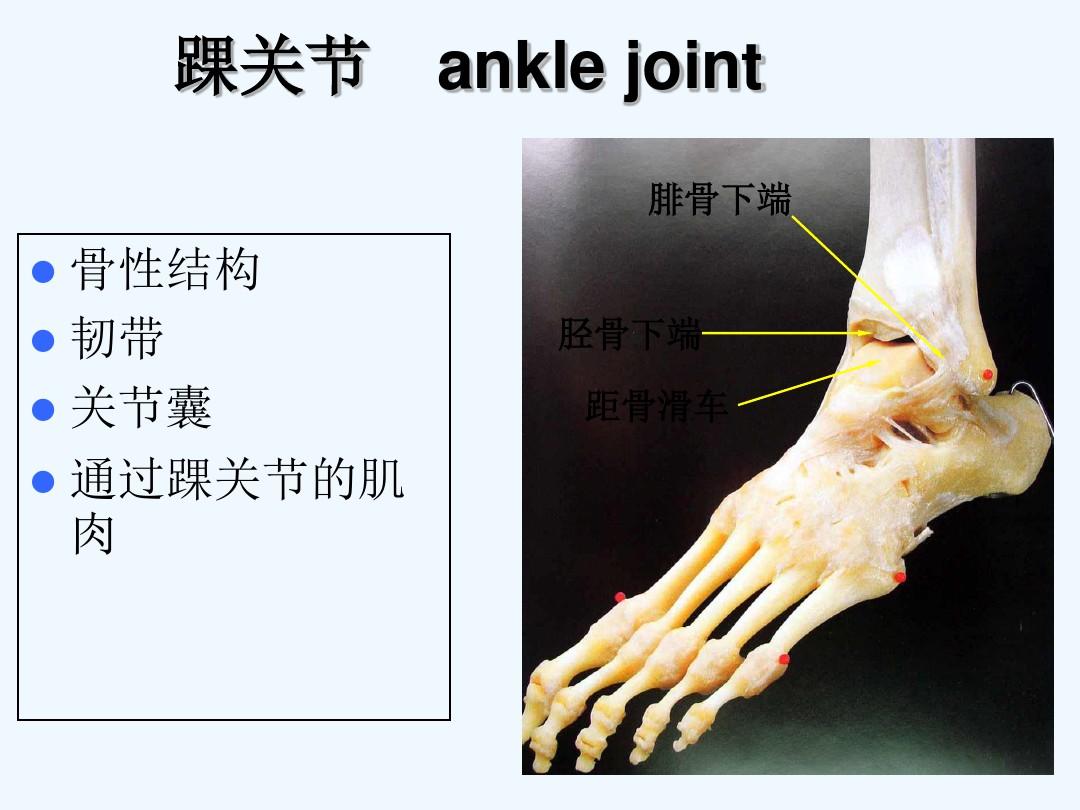 踝关节解剖 PPT