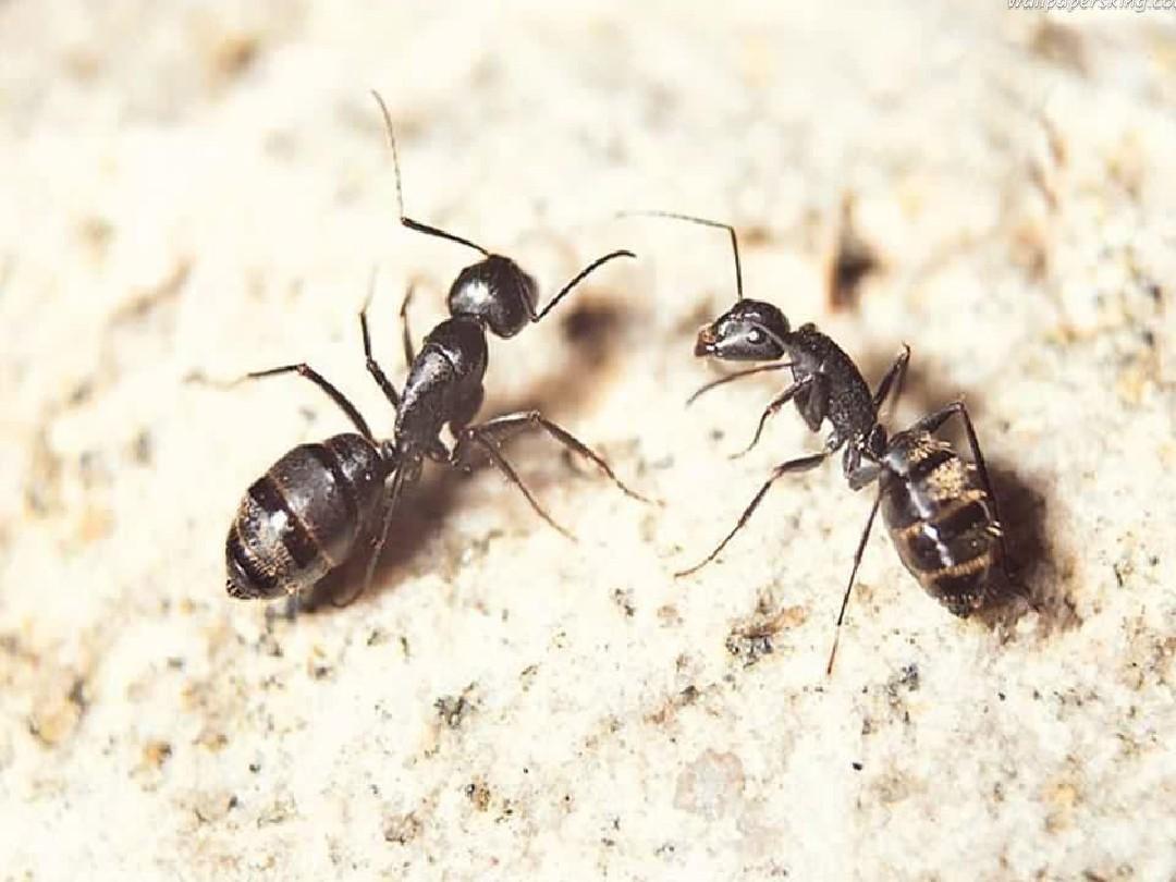 《蚂蚁和蝈蝈》PPT课件(苏教版一年级语文下册课件)