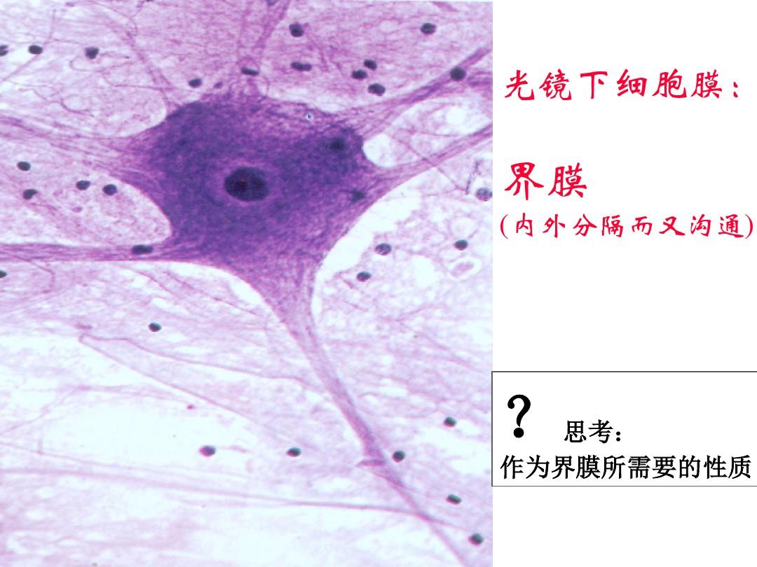 细胞生物学 (6)第六章 细胞膜