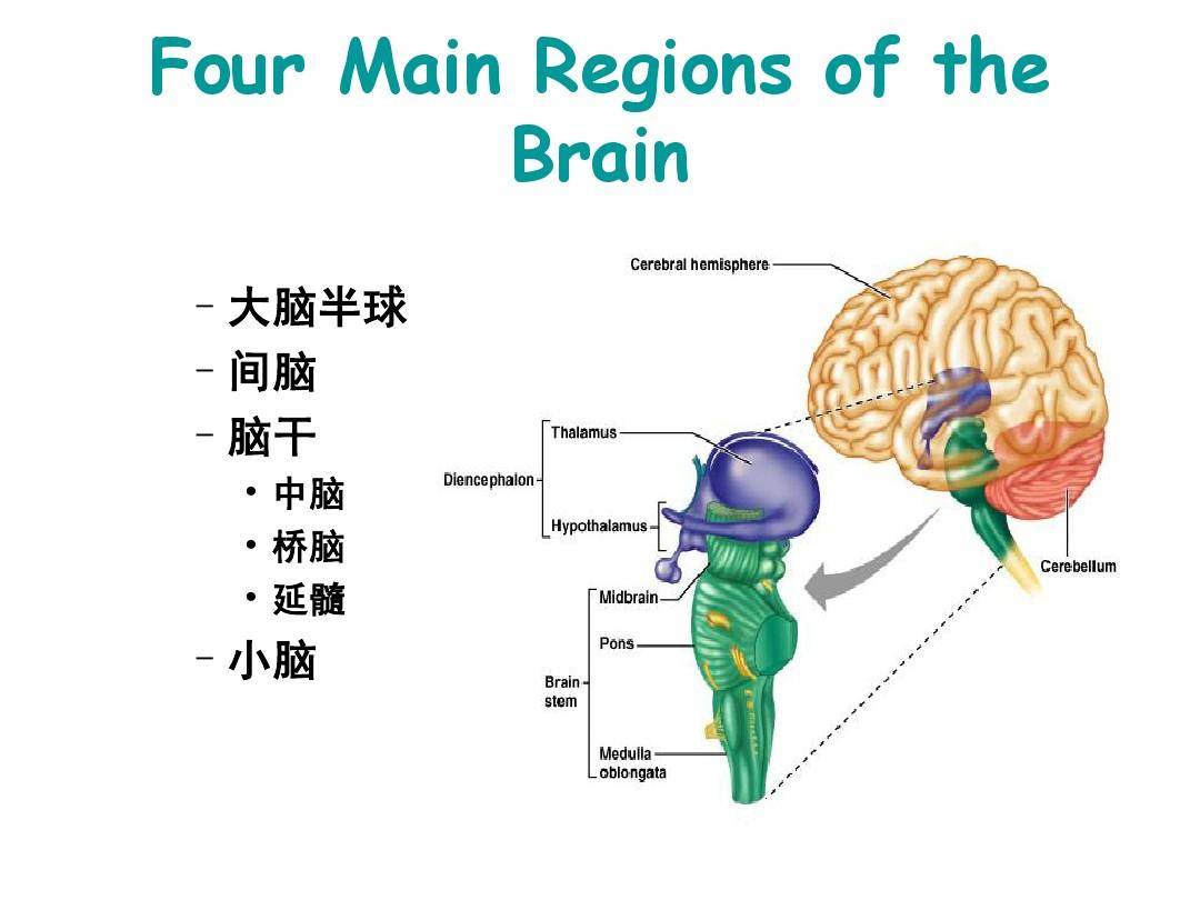 中枢神经系统解剖及功能-