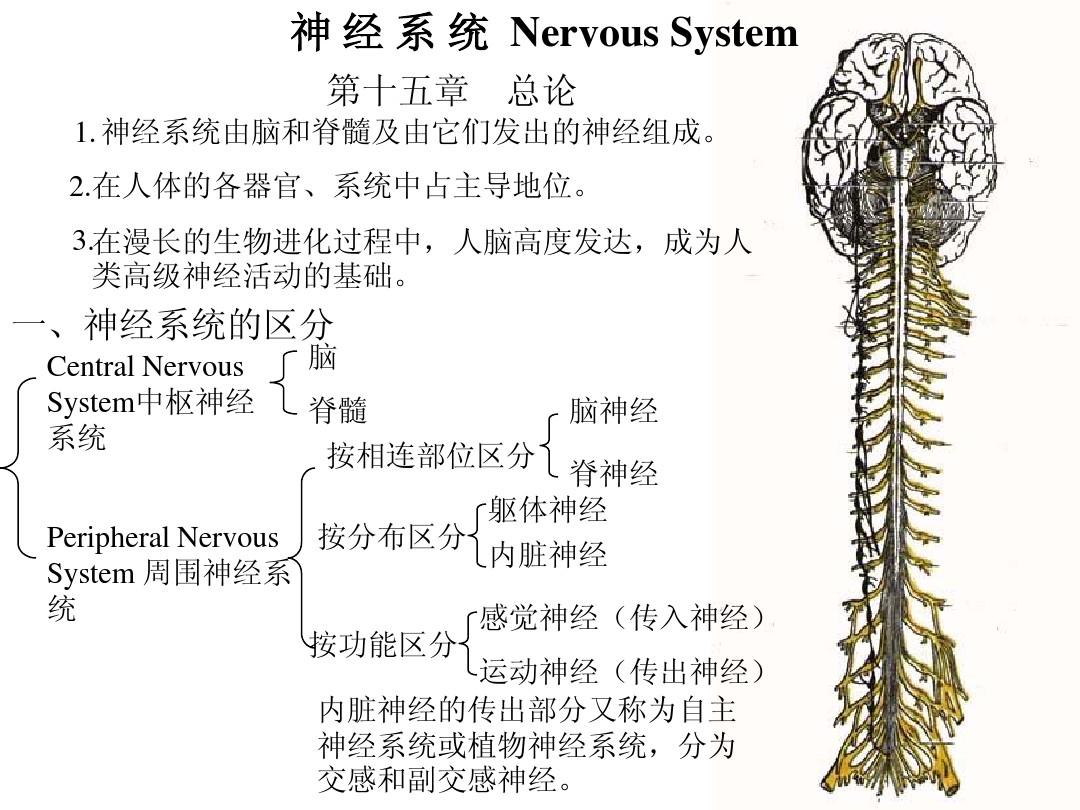 系统解剖学 15.神经系统总论和脊髓