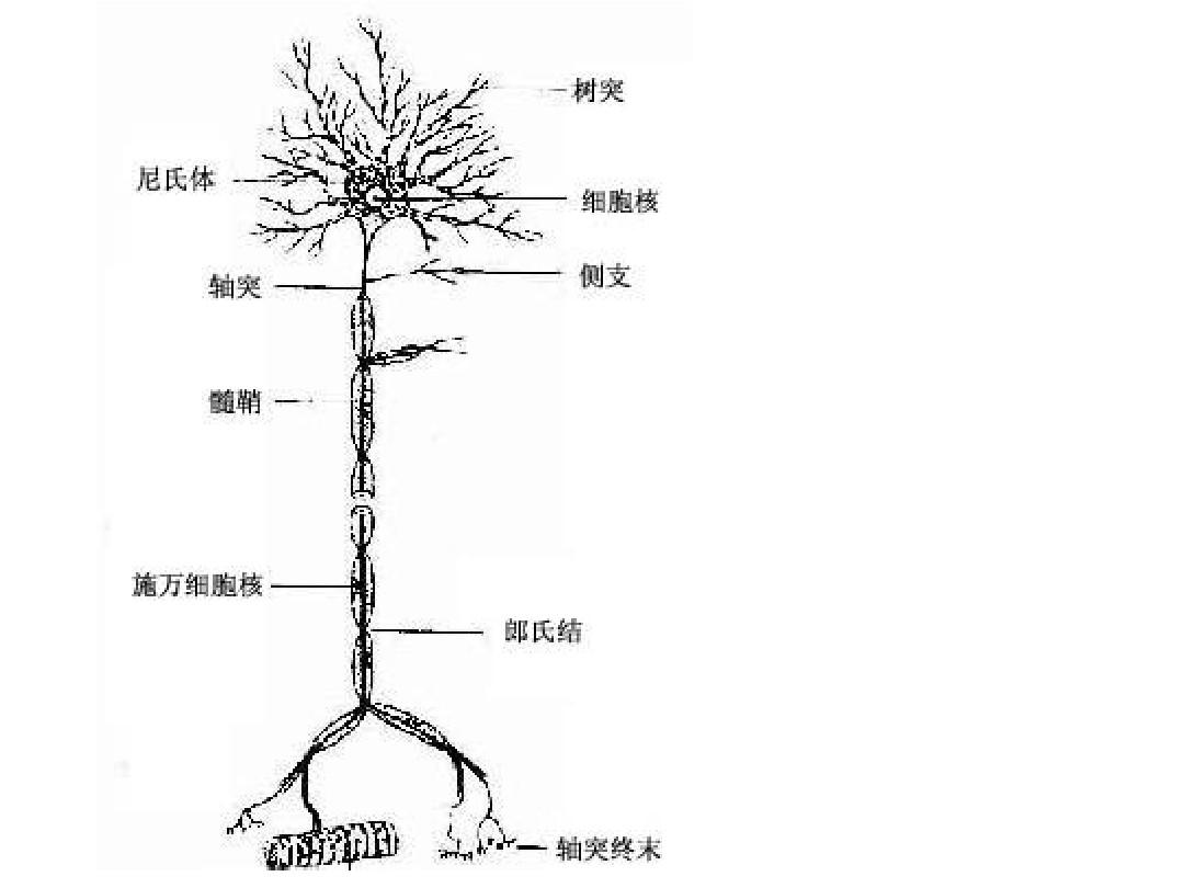 系统解剖学 15.神经系统总论和脊髓