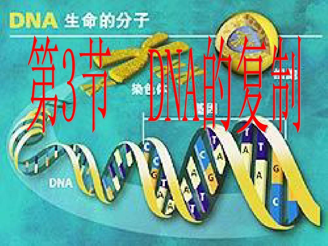 3.3《DNA的复制》
