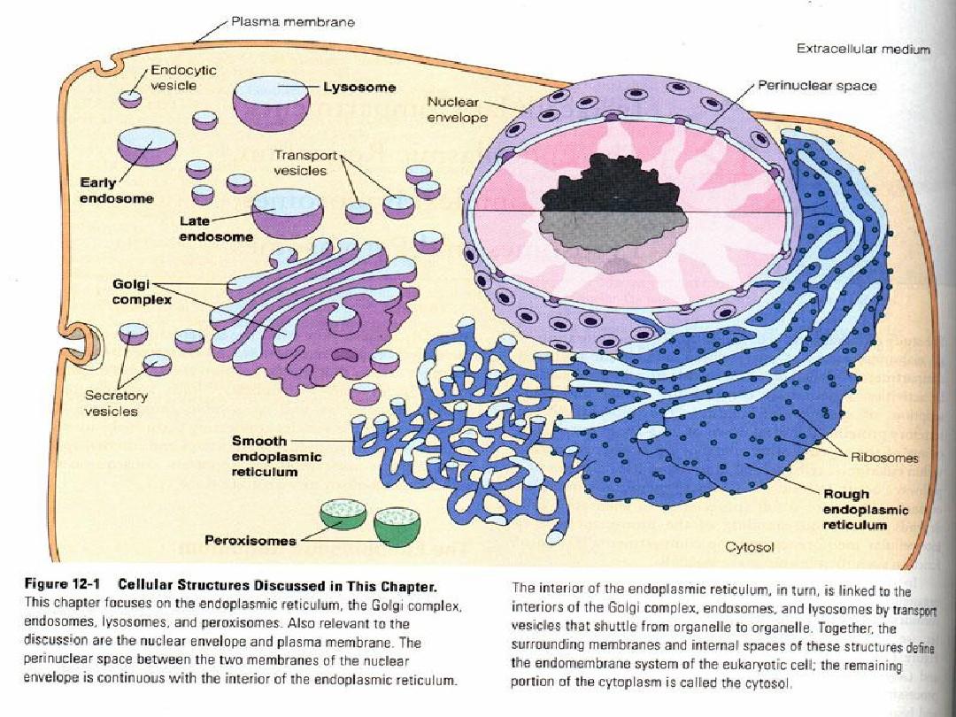 第七章  真核细胞内膜系统、蛋白质分选与膜泡运输