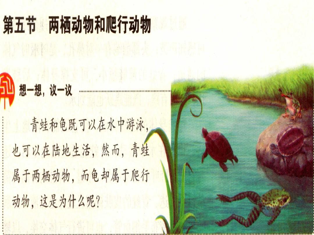 八年级生物上册《第一章_第五节-两栖动物和爬行动物》课件