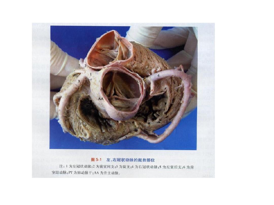 心脏冠脉解剖