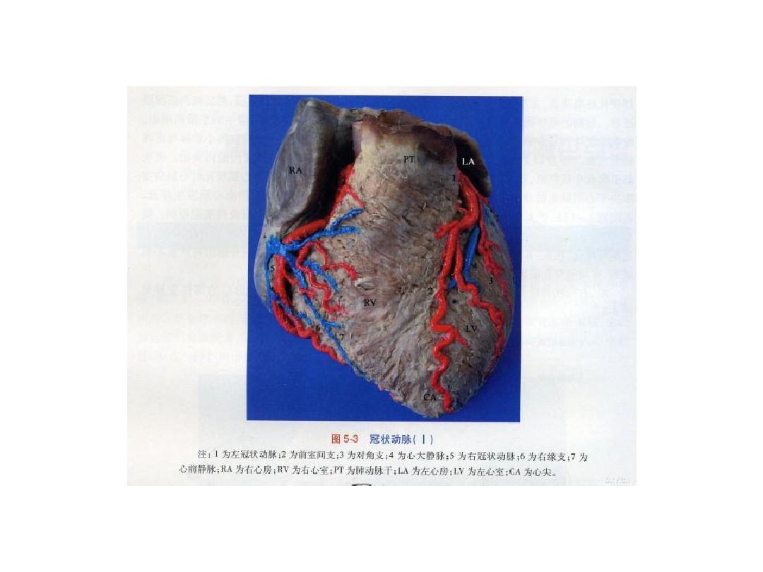 心脏冠脉解剖