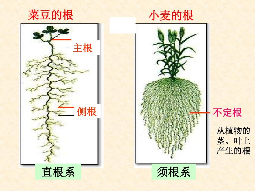 植物的根