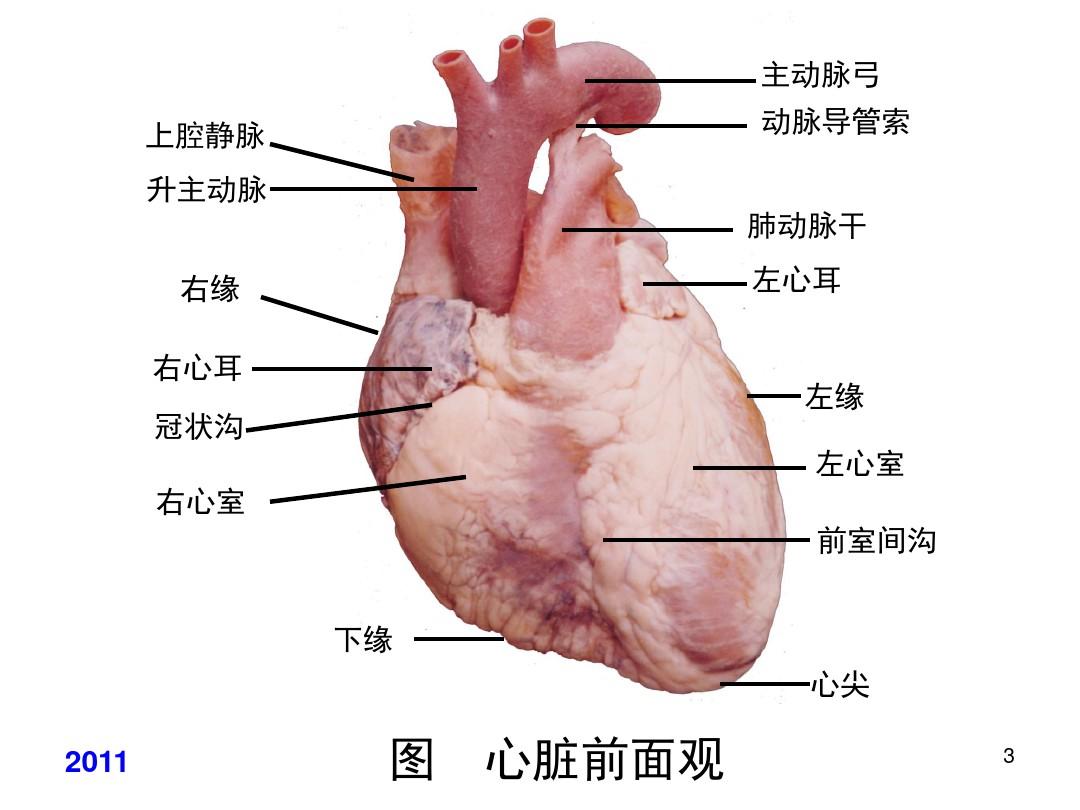 心脏解剖