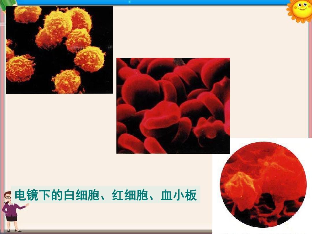 甘肃省会宁县七年级生物上册《3.2 人和动物细胞的结构和功能》课件(1) 苏教版