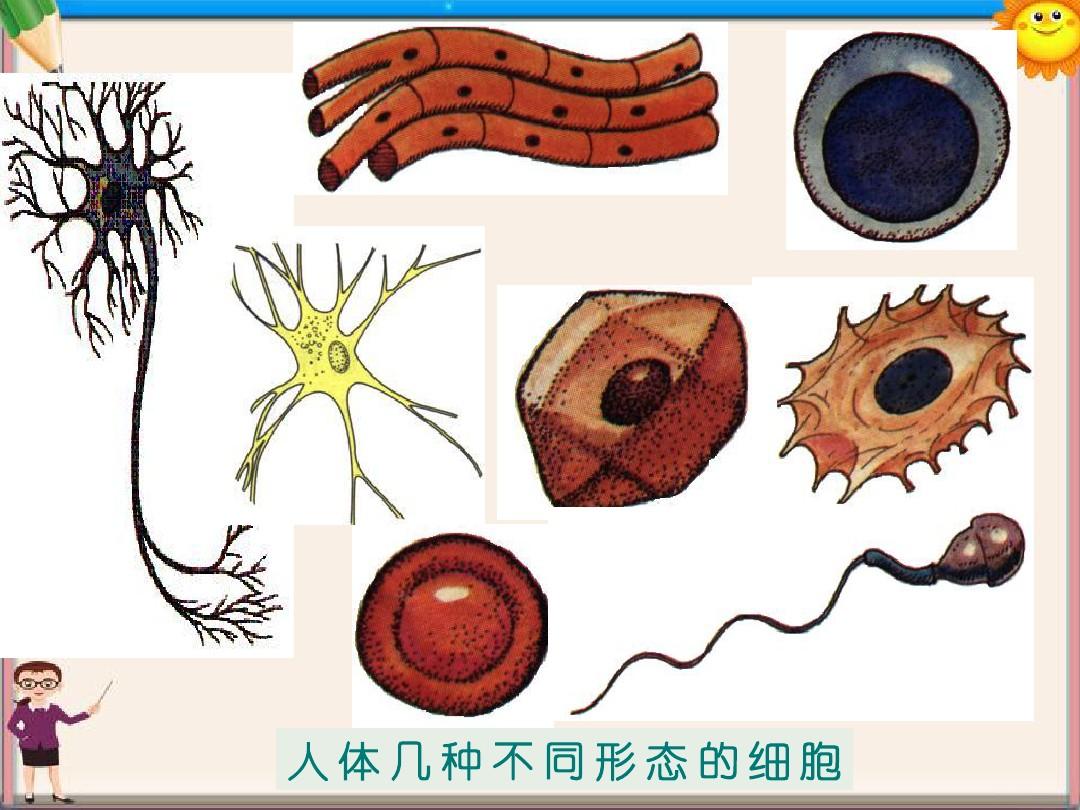 甘肃省会宁县七年级生物上册《3.2 人和动物细胞的结构和功能》课件(1) 苏教版