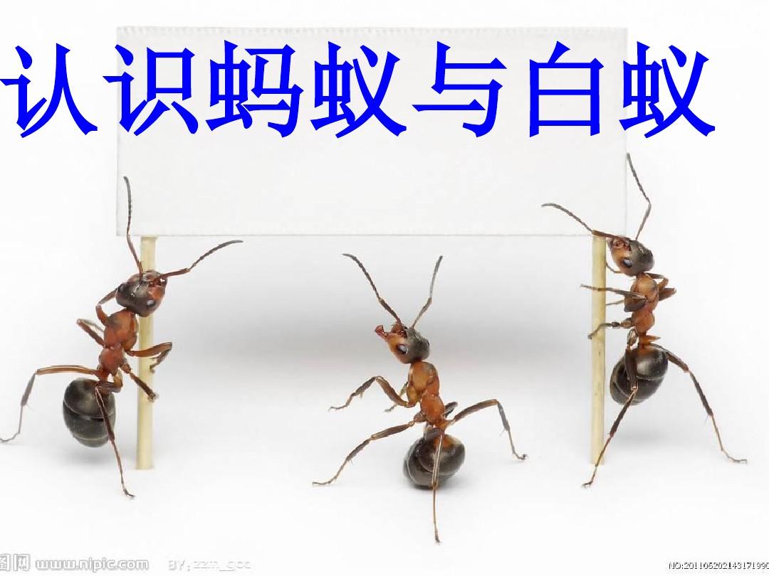 认识蚂蚁与白蚁ppt