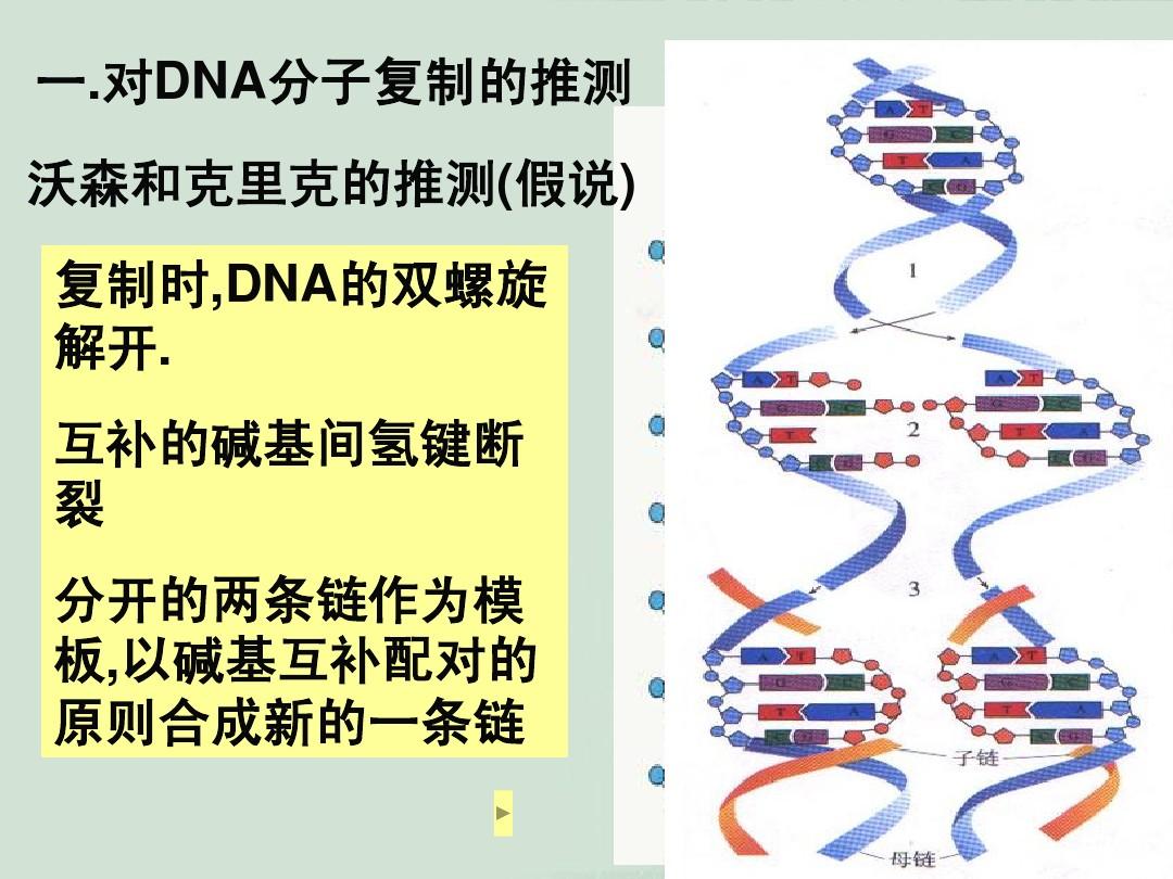 人教版教学课件DNA分子的复制-新人教[整理]