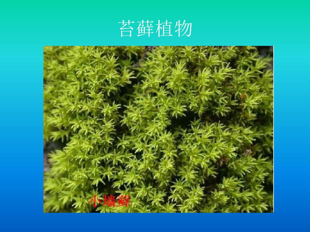 几种常见藻类苔藓蕨类植物