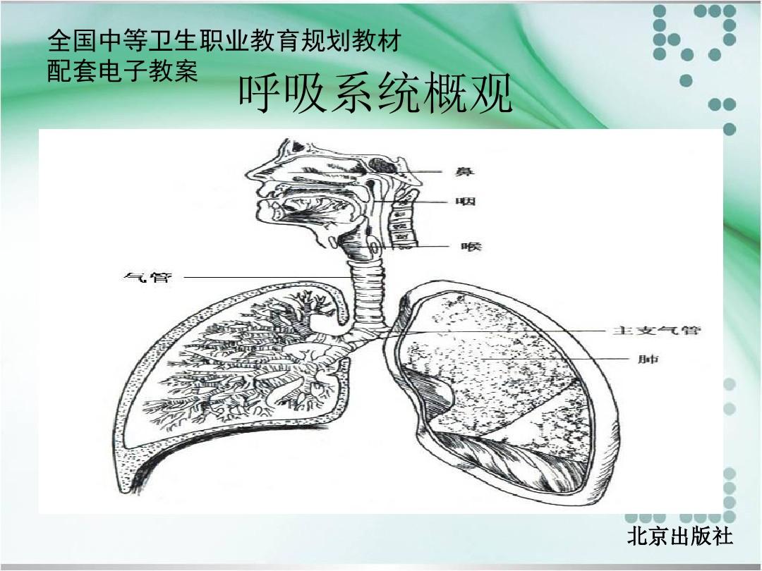 第六章 呼吸系统 解剖学基础中职课件