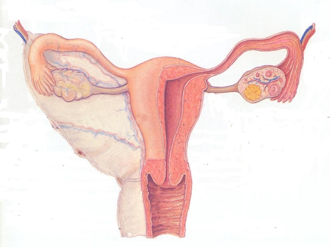 组织学与胚胎学  女性生殖系统