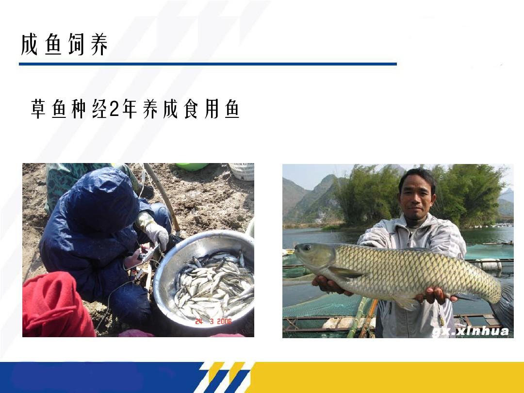 项目六 成鱼的培育技术 -
