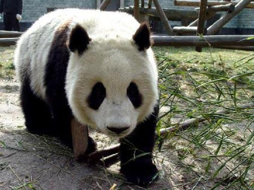 可爱的大熊猫课件