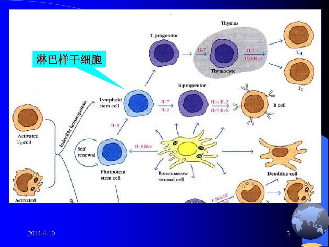 医学免疫学—淋巴细胞