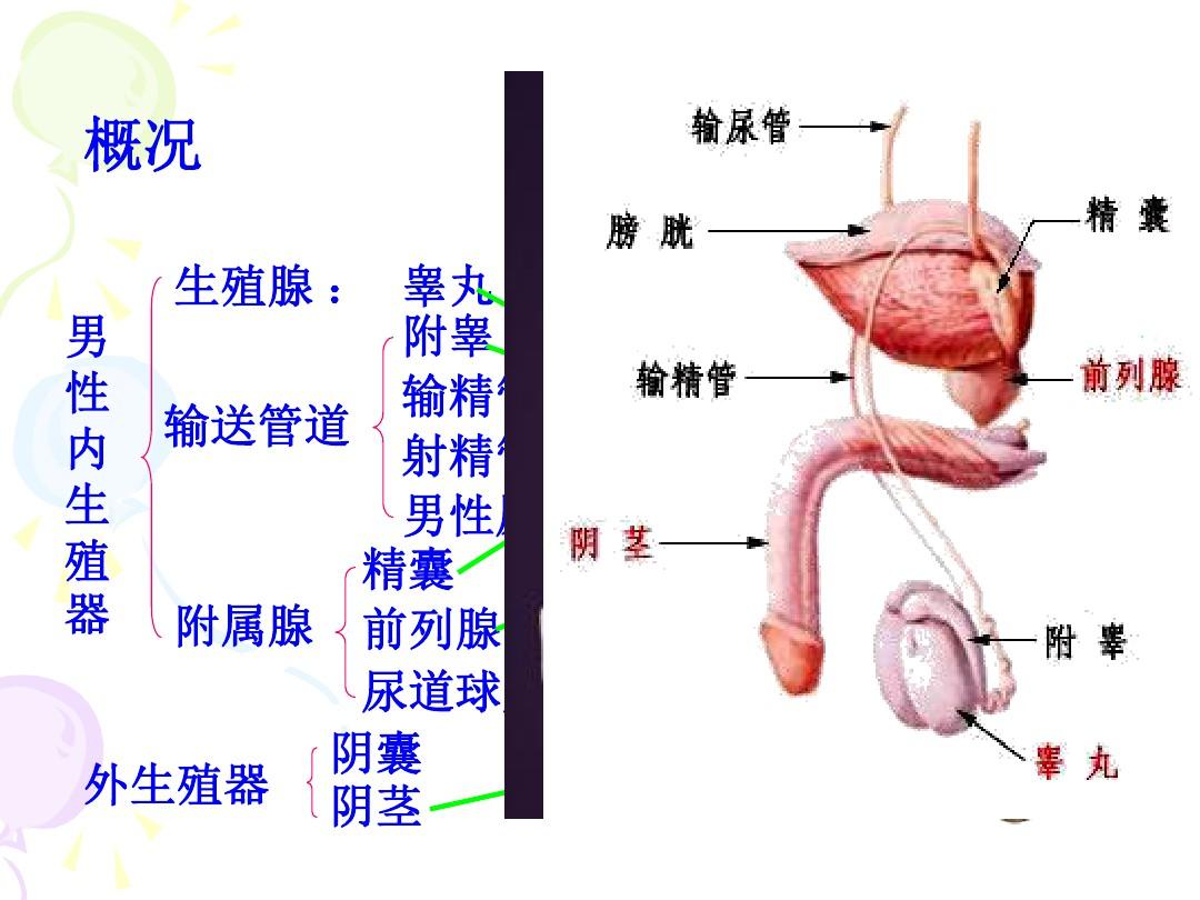 《系统解剖学》生殖系统-人体结构与功能
