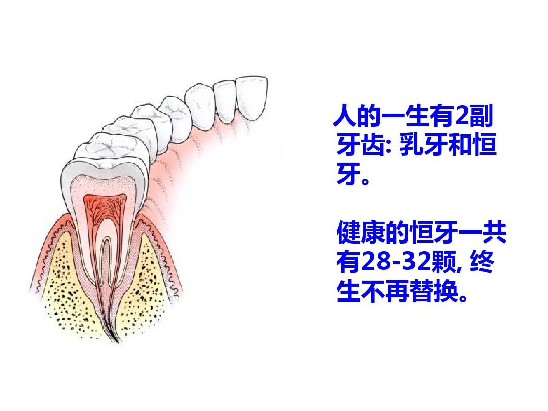 保护牙齿健康知识讲座ppt课件