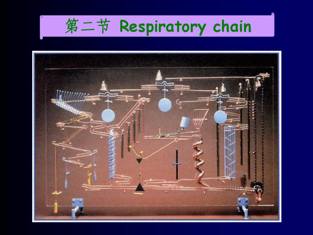 第二节 Respiratory chain(5-9-2)