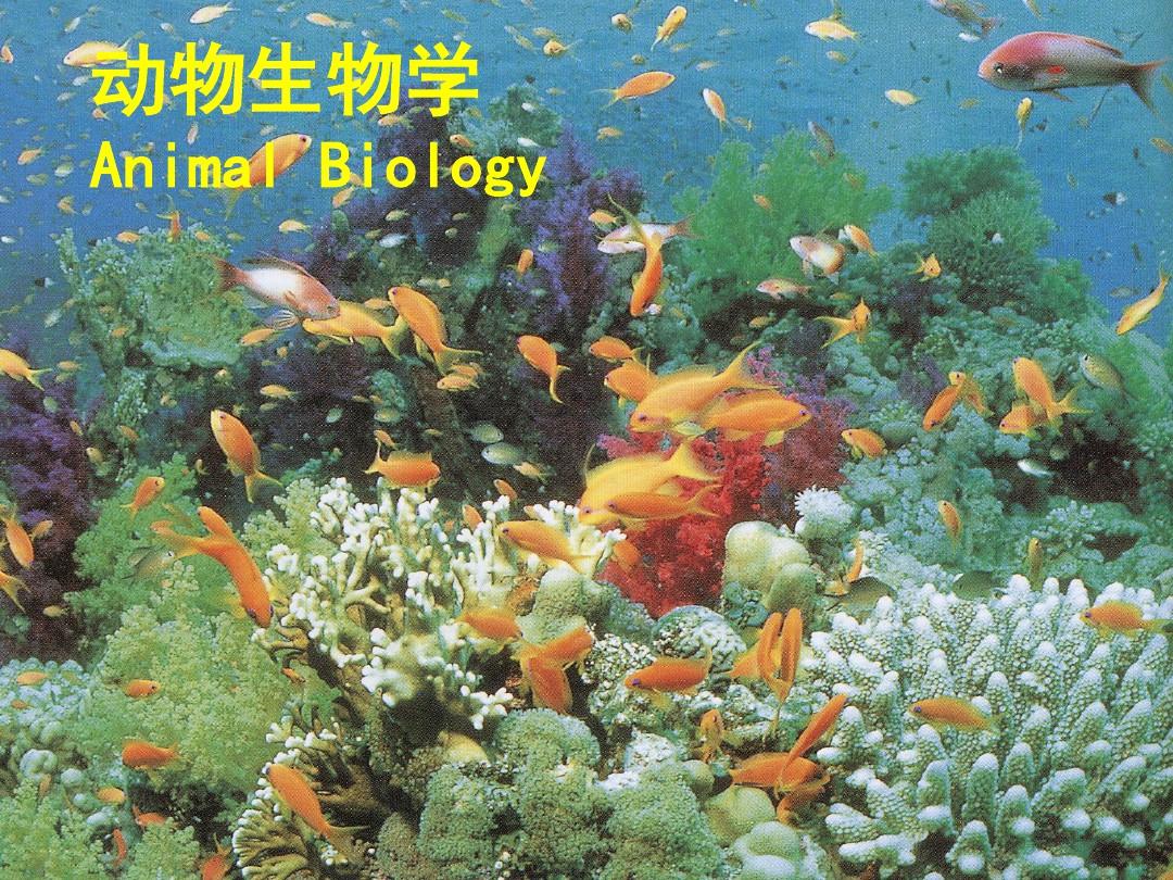 1动物生物学(生物奥赛辅导动物学课件)