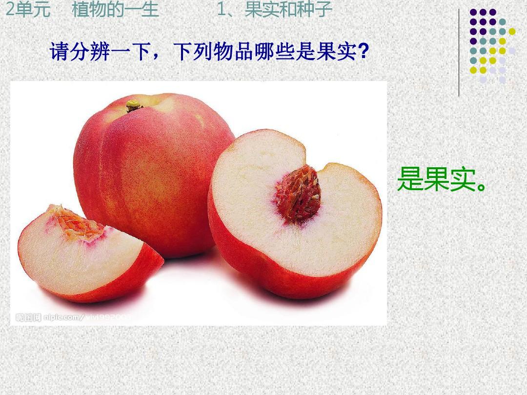 《果实和种子》苏教版小学三下课件   xinxin