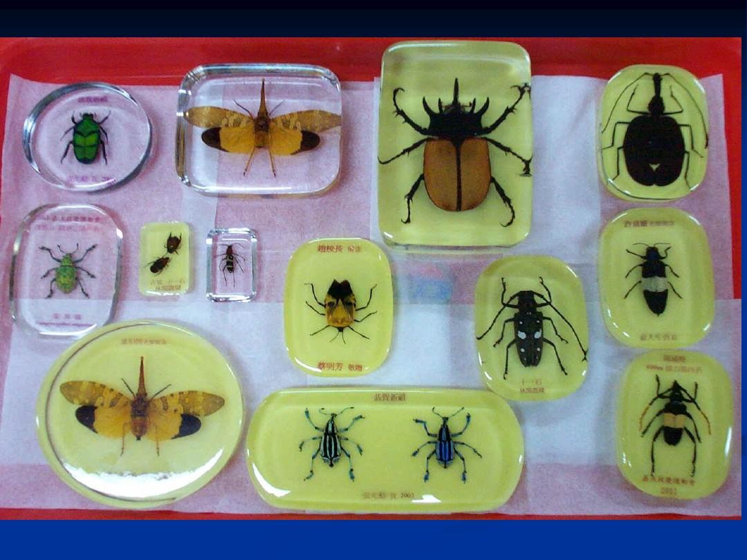 3.昆虫标本的制作