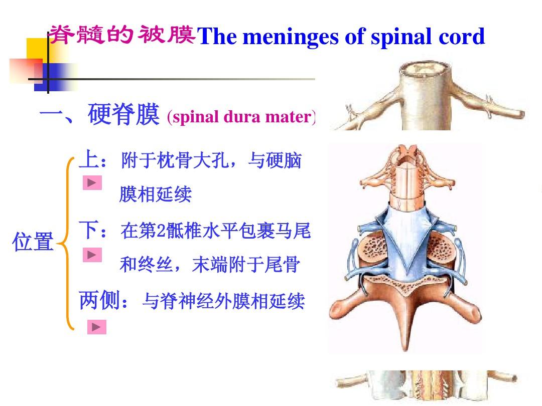 34脑和脊髓的血管、被膜、脑脊液循环,第二次考试