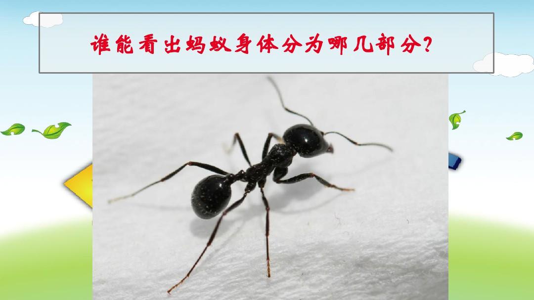 幼儿园蚂蚁教学认识蚂蚁蚂蚁分类