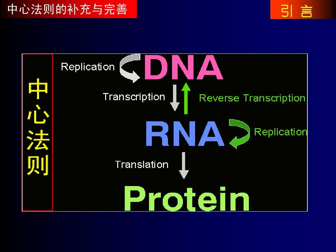 蛋白质生物合成与降解-1