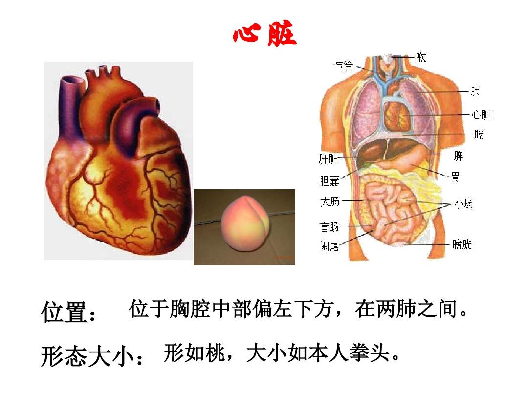 人教版七年级生物下册4.4.3《输送血液的泵——心脏》课件 (共17张PPT)