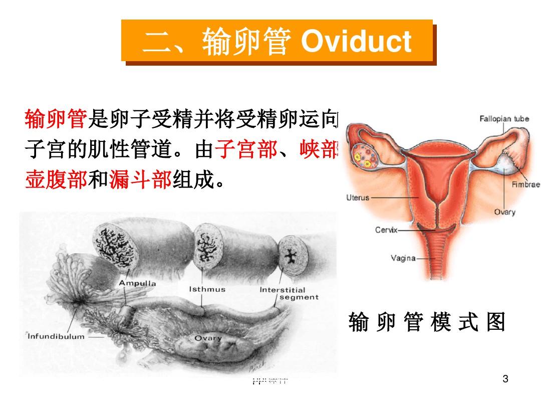 输卵管与子宫 ppt课件