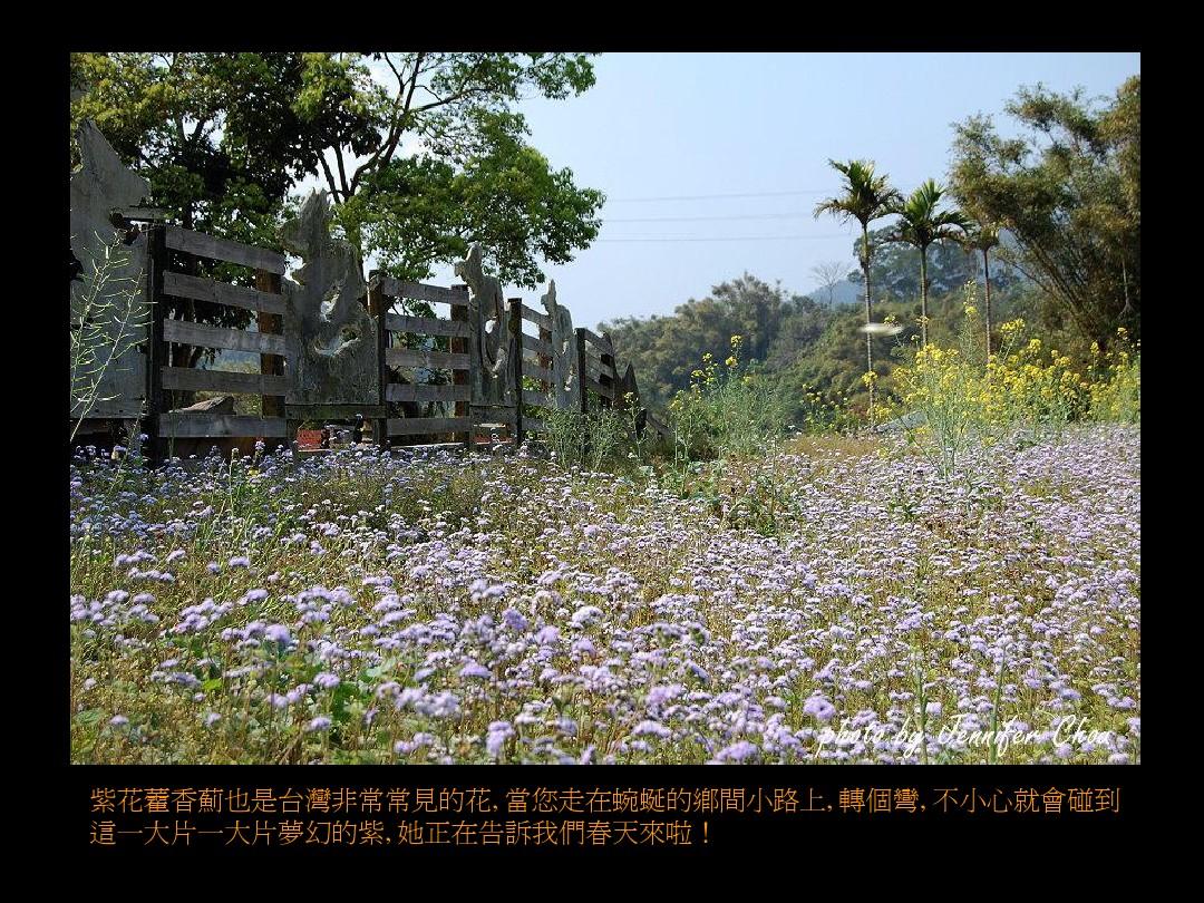 台湾野生花卉欣赏