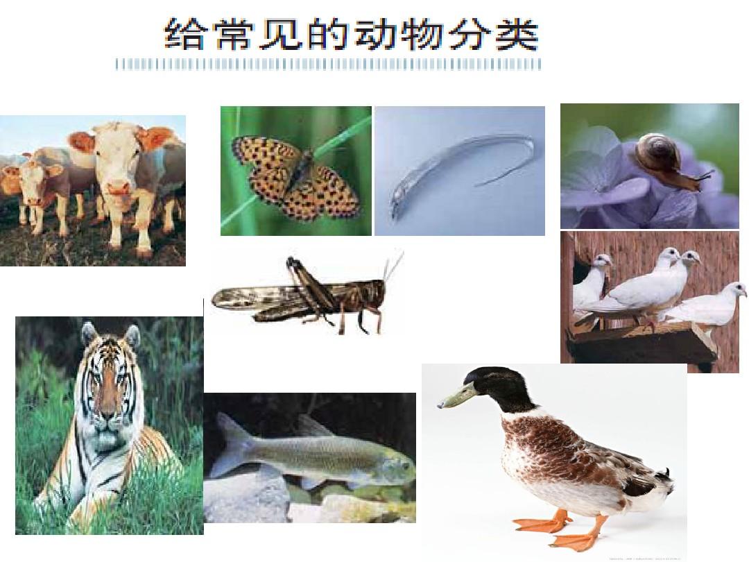 六年级上册科学《种类繁多的动物》PPT