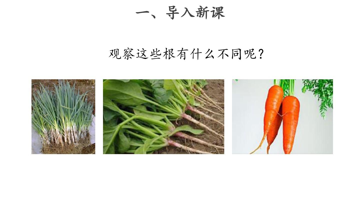 粤教粤科版小学科学三年级下册科学14 植物的根 课件1