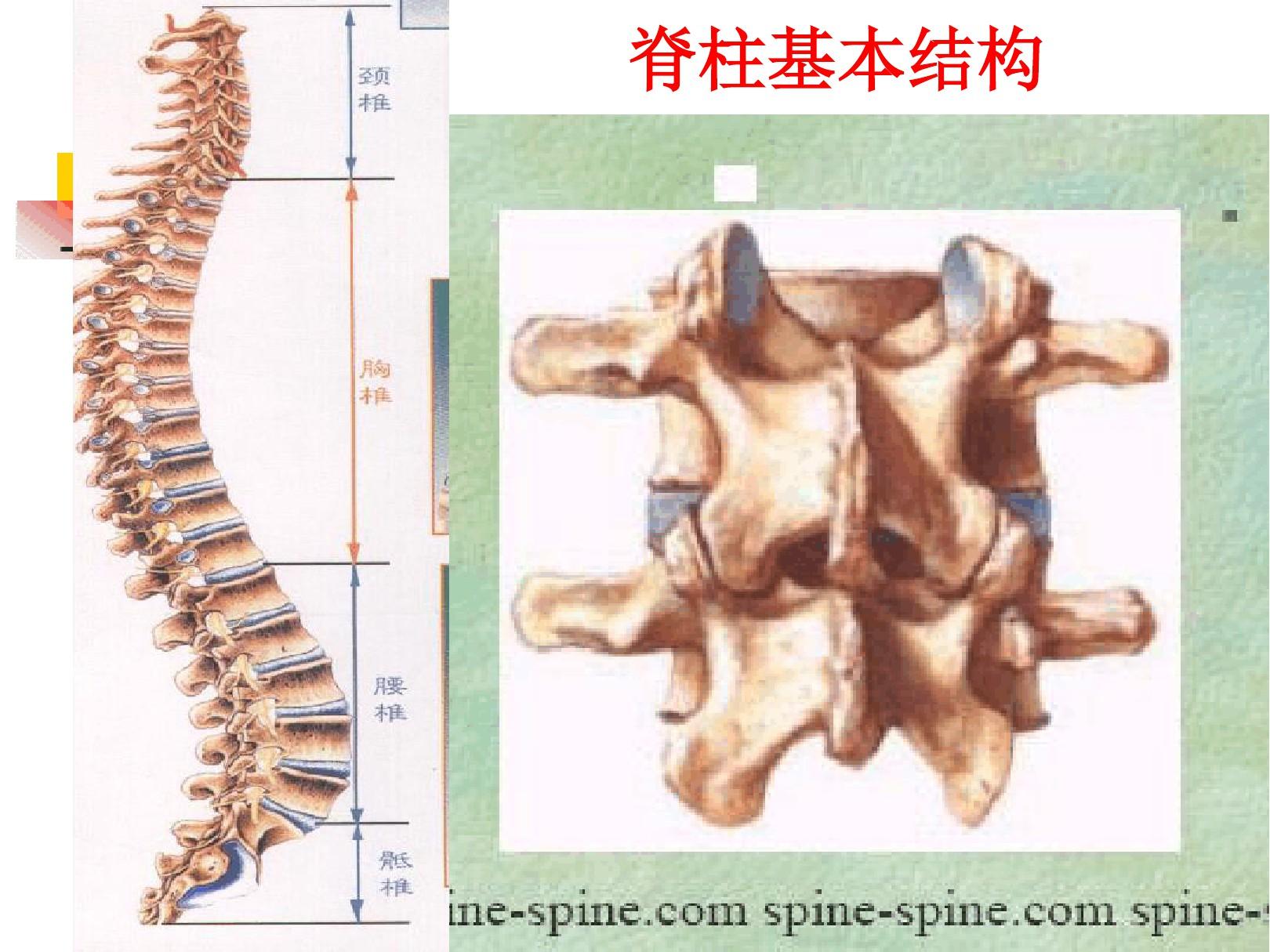 脊柱骨折和脊髓损伤病人的护理