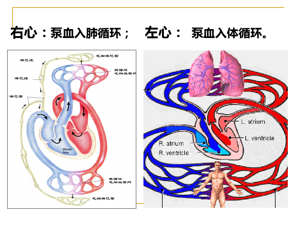 心脏血管生理_PPT课件