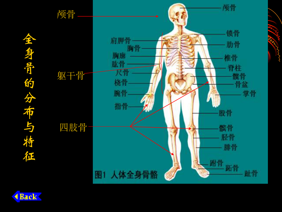 人体解剖学基础 ppt课件